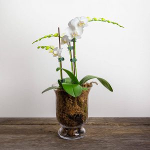Potted Orchid Vase
